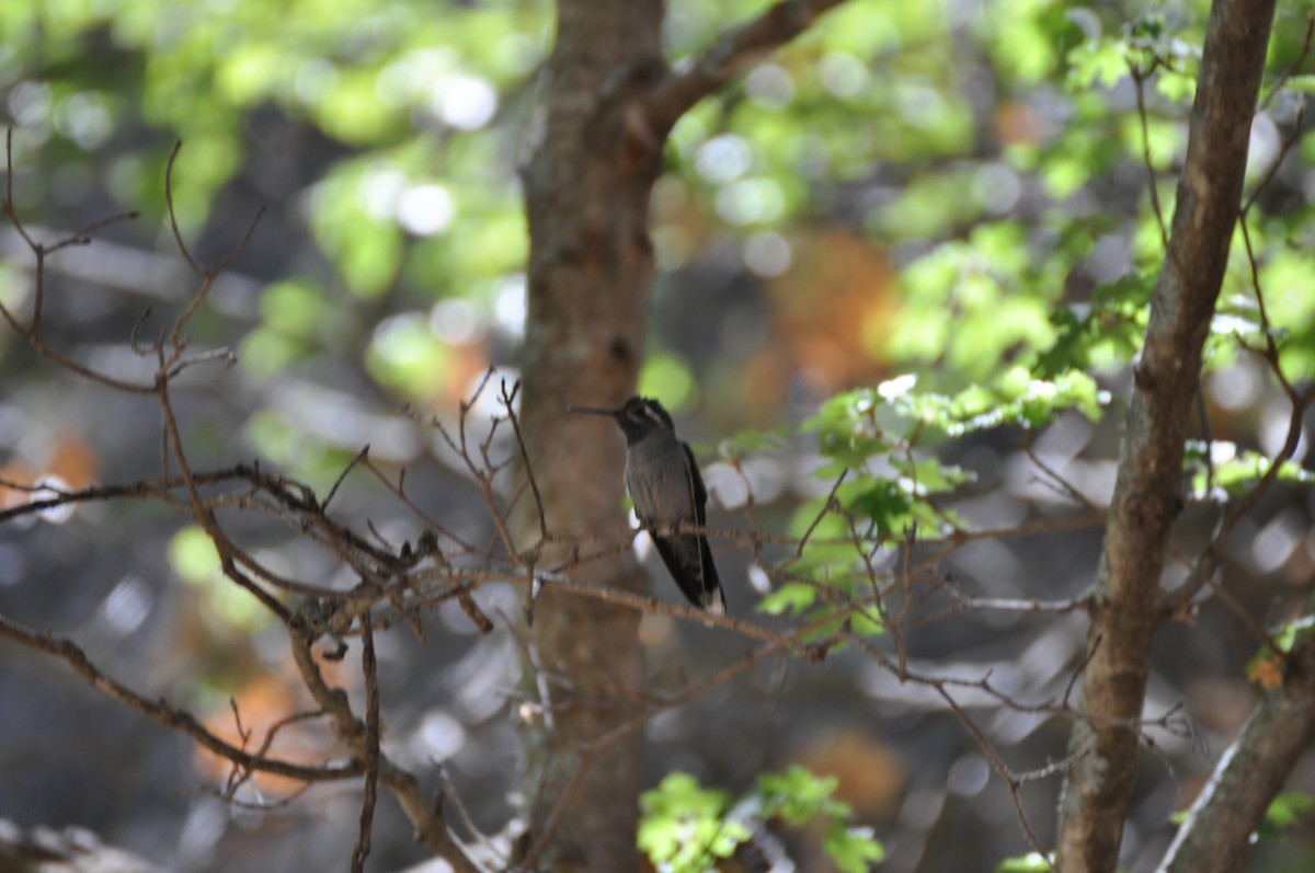 Blue-throated Mountain-gem - Edward Raynor