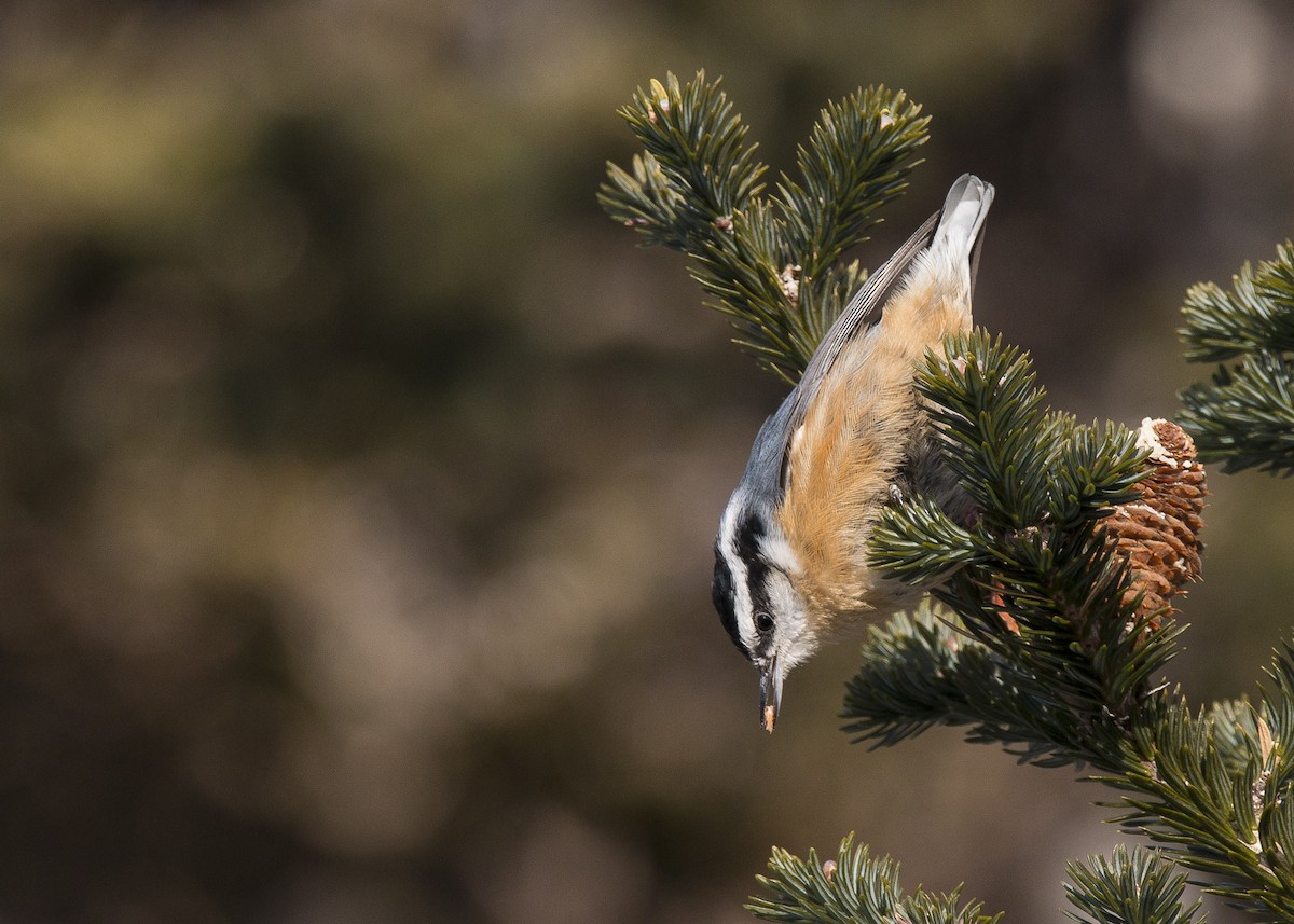 Red-breasted Nuthatch - ML313916821