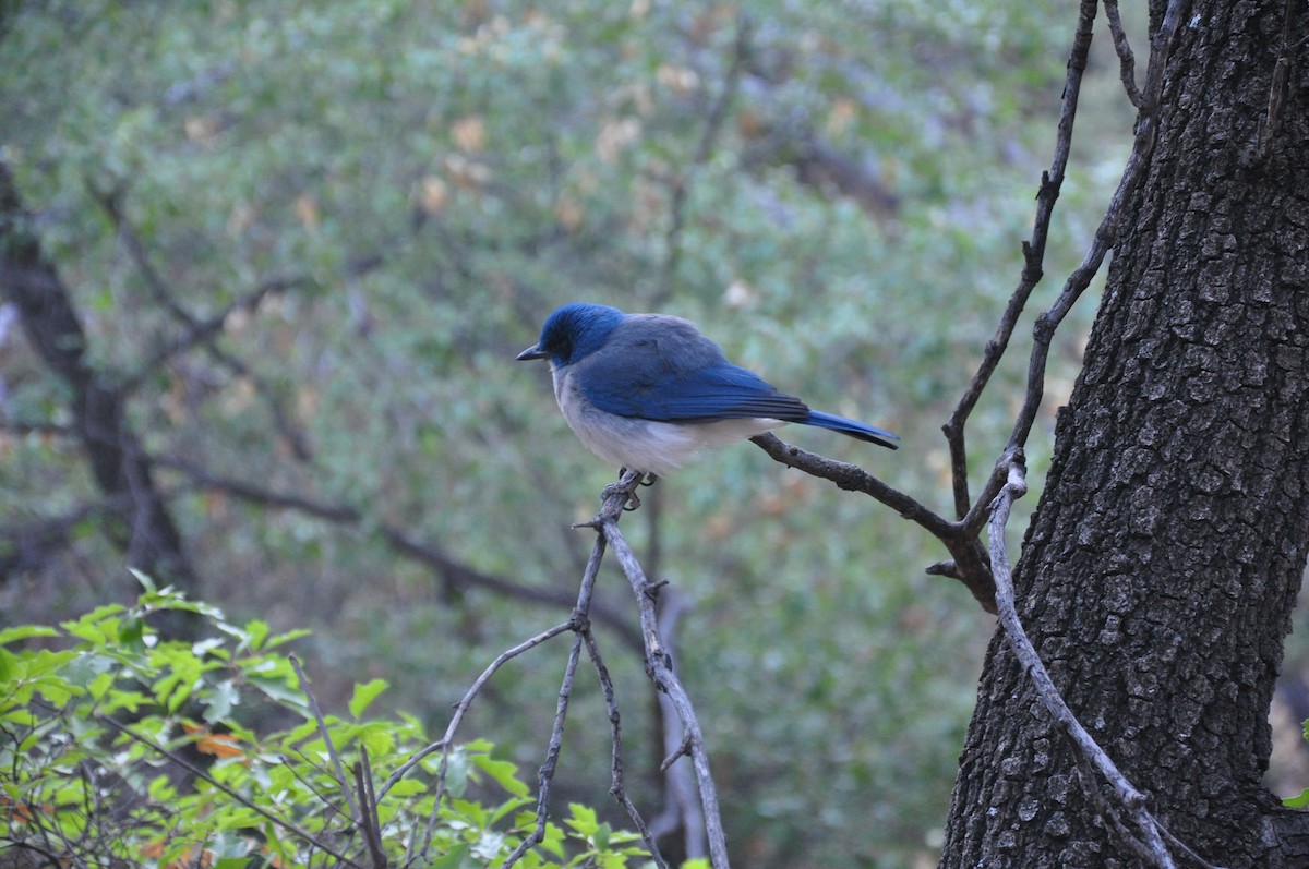 Mexican Jay - ML313917151