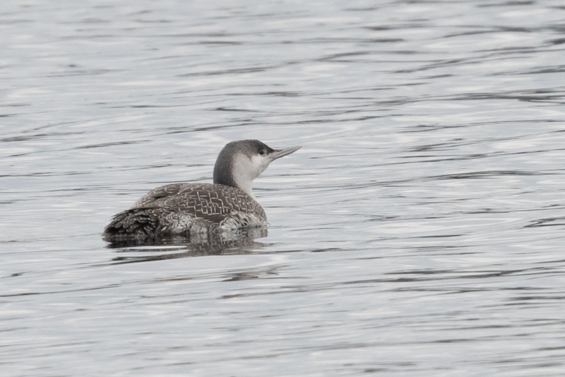 Red-throated Loon - ML313918381