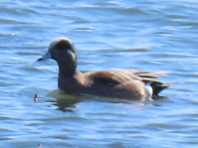 American Wigeon - ML313918531
