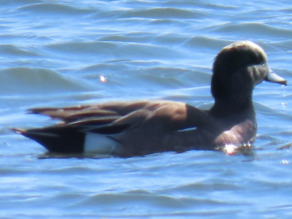 American Wigeon - ML313918541