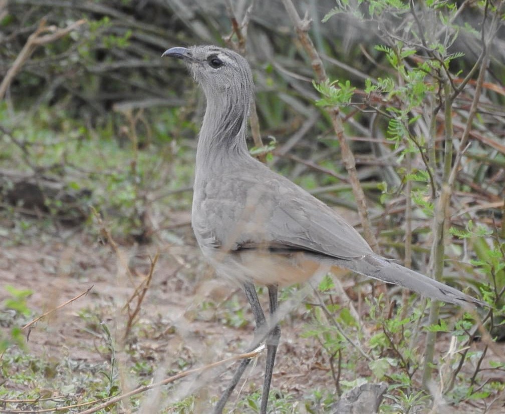 Black-legged Seriema - Geronimo Toledo