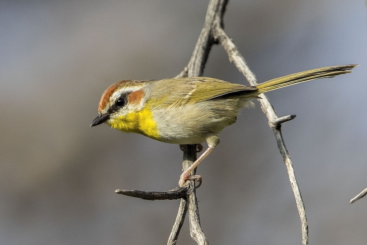 Rufous-capped Warbler - Bradley Hacker 🦜