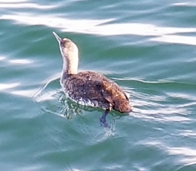 Red-throated Loon - Frances Dupont