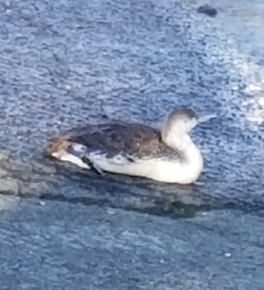 Red-throated Loon - Frances Dupont