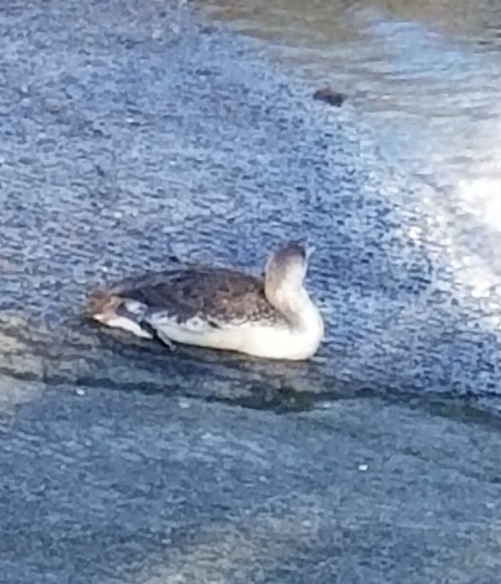 Red-throated Loon - ML313920281