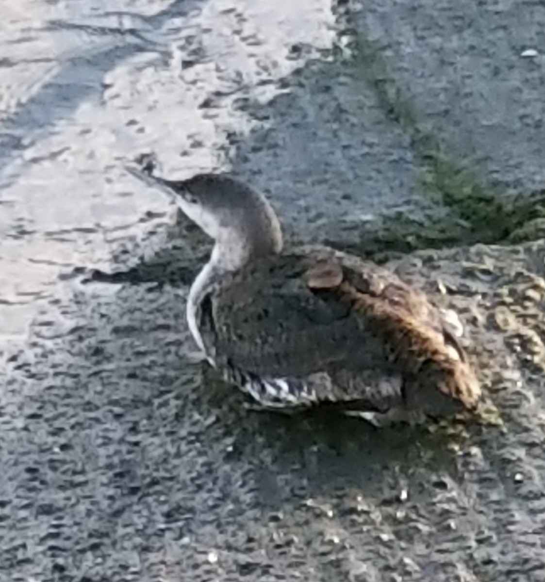 Red-throated Loon - Frances Dupont