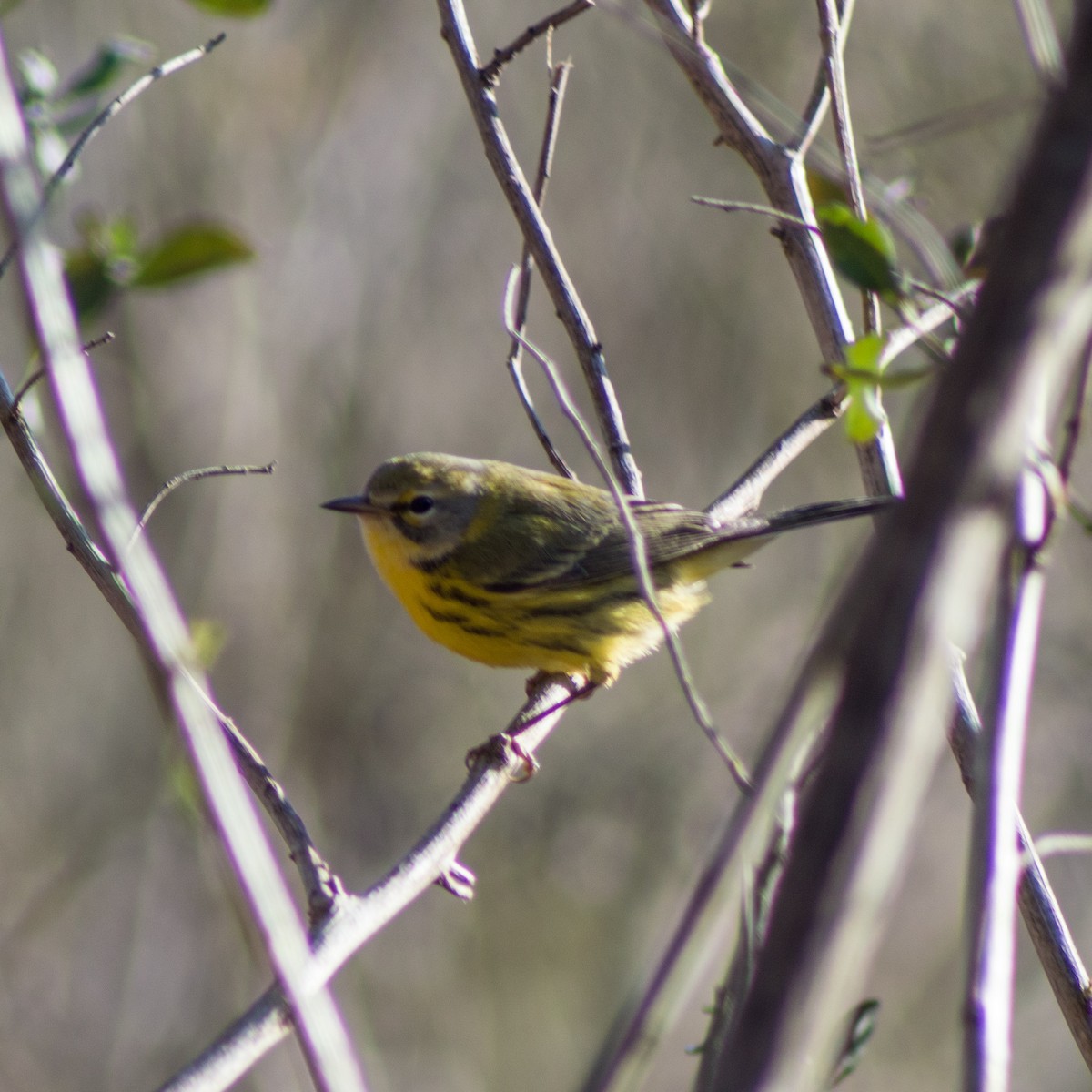 Prairie Warbler - ML313921611
