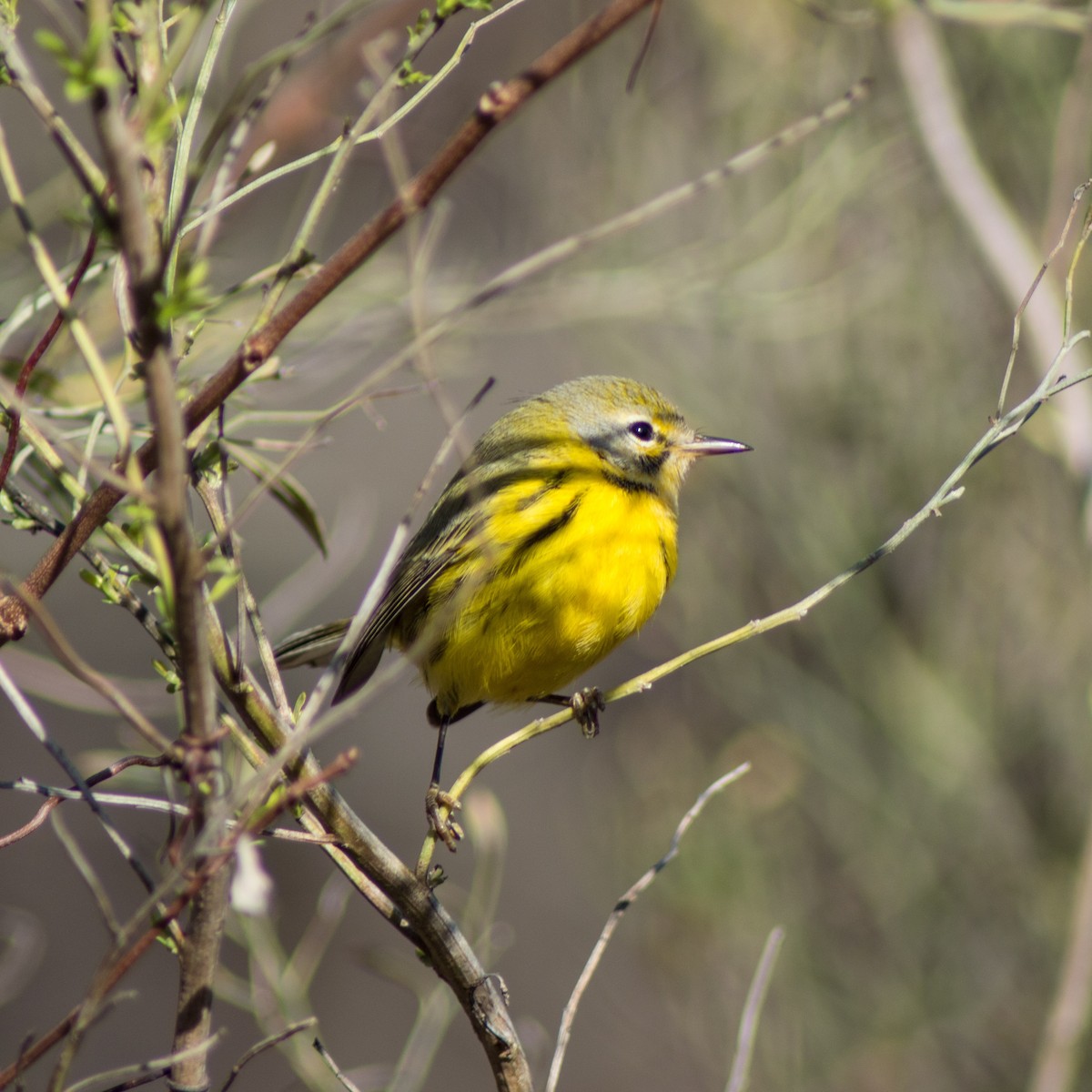 Prairie Warbler - ML313921781