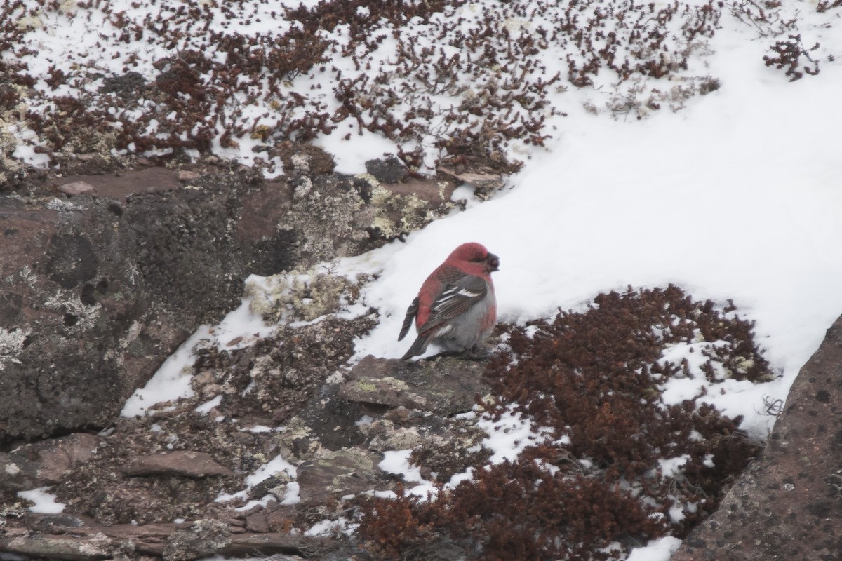 Pine Grosbeak - ML313922681