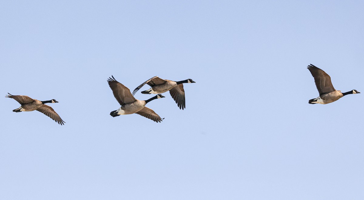 Canada Goose - Robert Bochenek