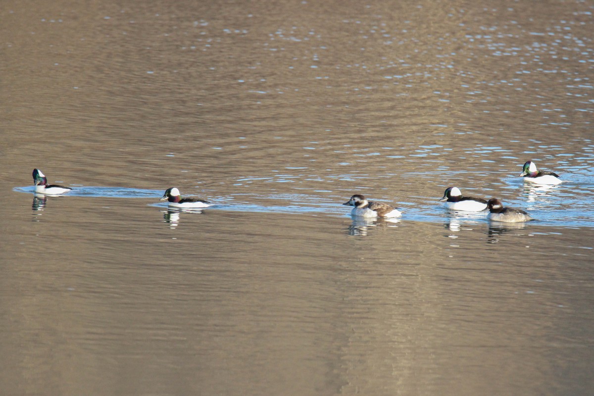 Bufflehead - Tammy Anderson