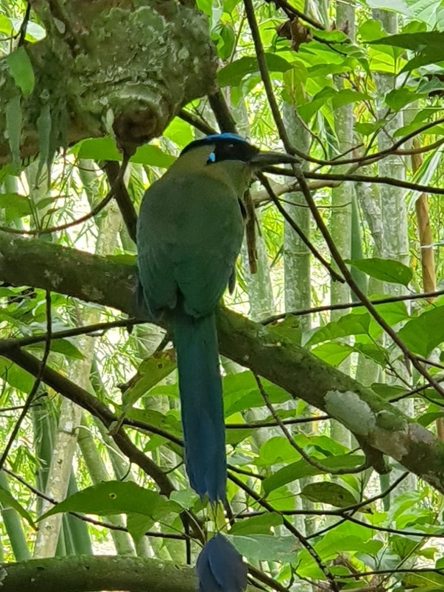 motmot sp. - ML313926331