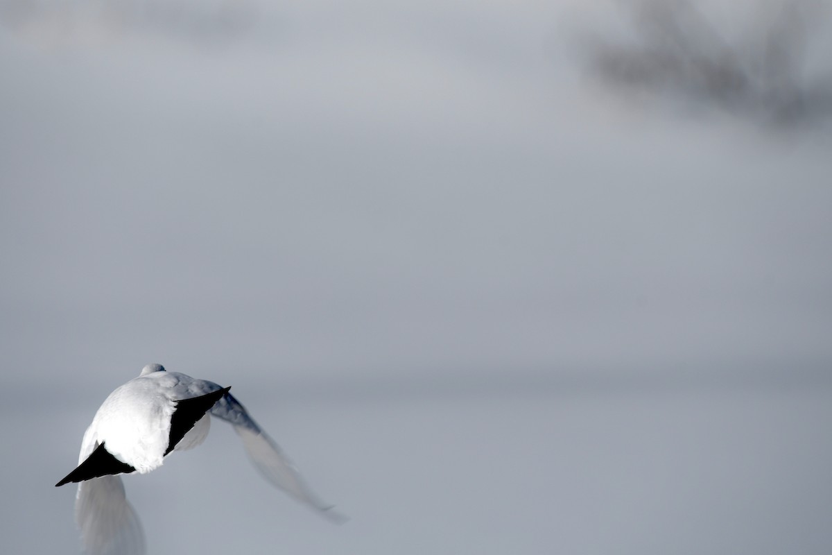Willow Ptarmigan - Monica Siebert