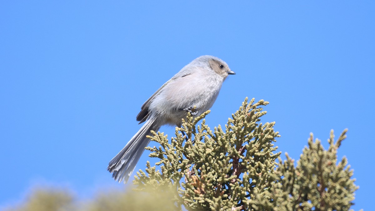 Bushtit - ML313927121