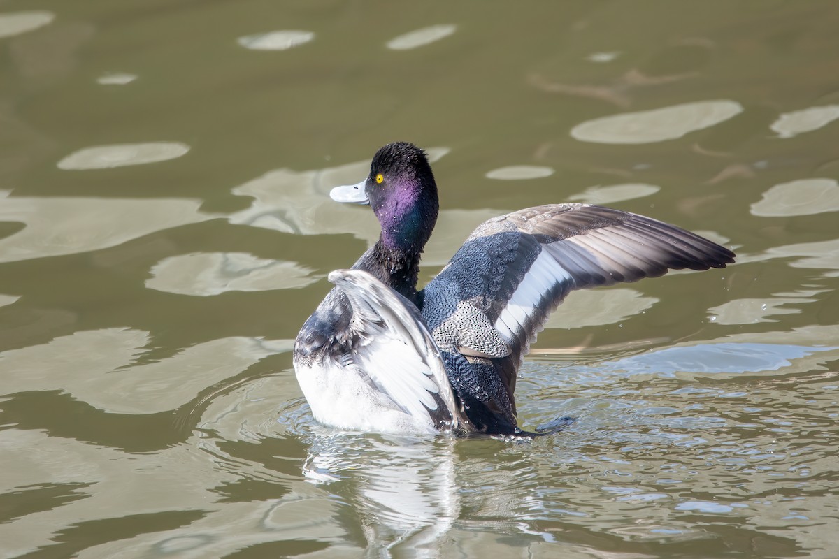 Lesser Scaup - ML313930371
