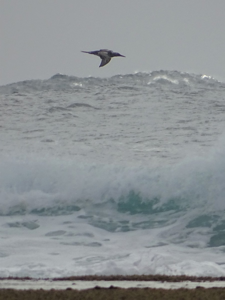 Australasian Gannet - ML313930441