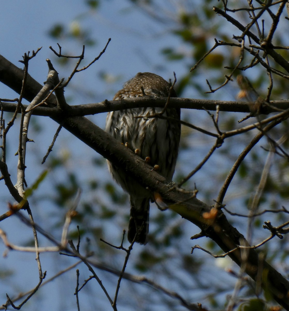 Northern Pygmy-Owl - ML313930871