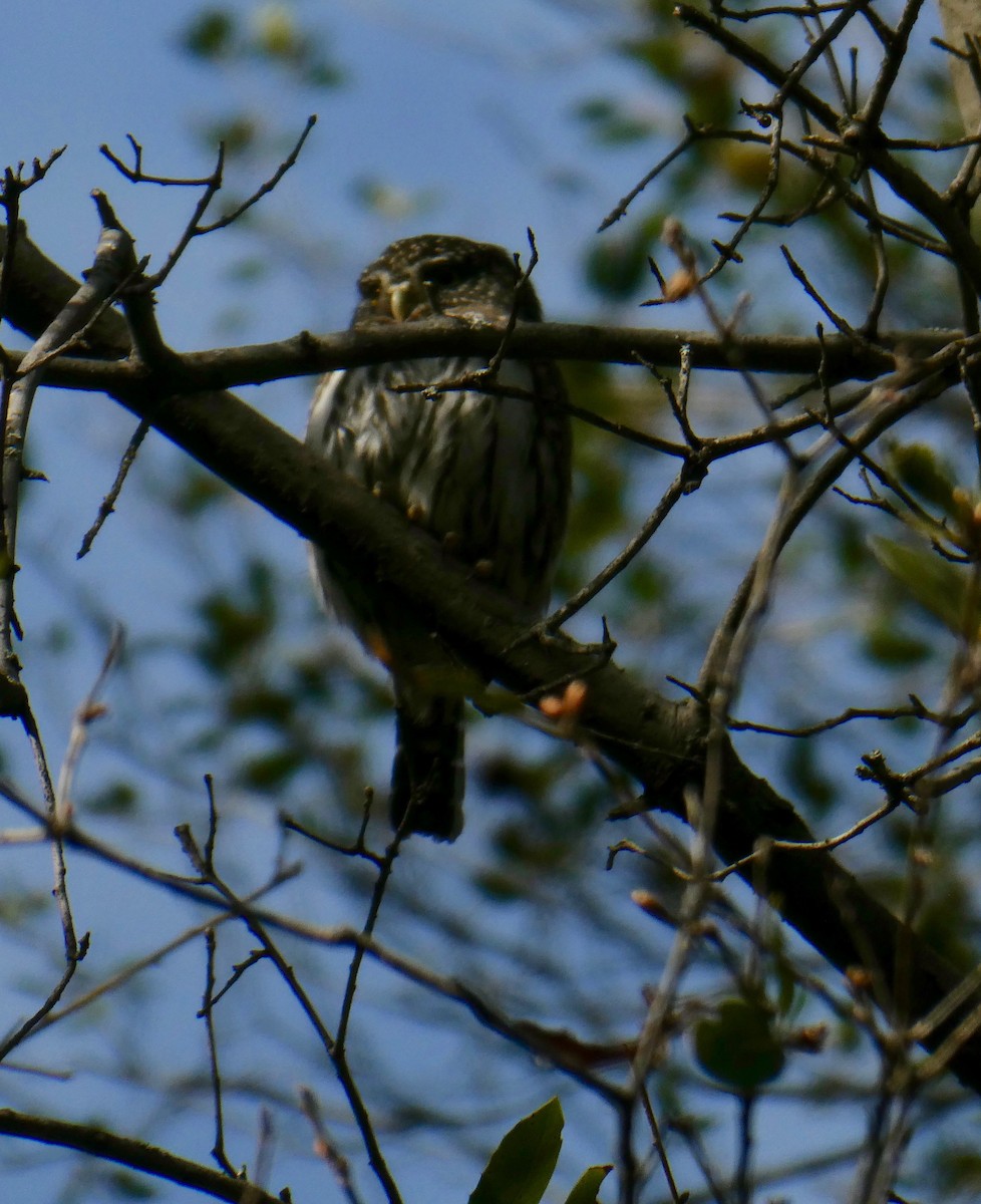 Northern Pygmy-Owl - ML313930891