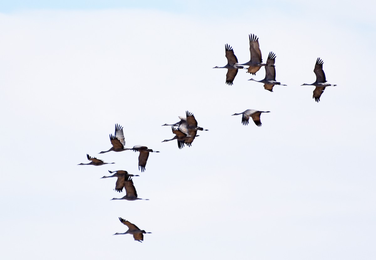 Sandhill Crane - ML313932371