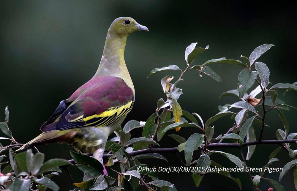 Ashy-headed Green-Pigeon - ML313933361