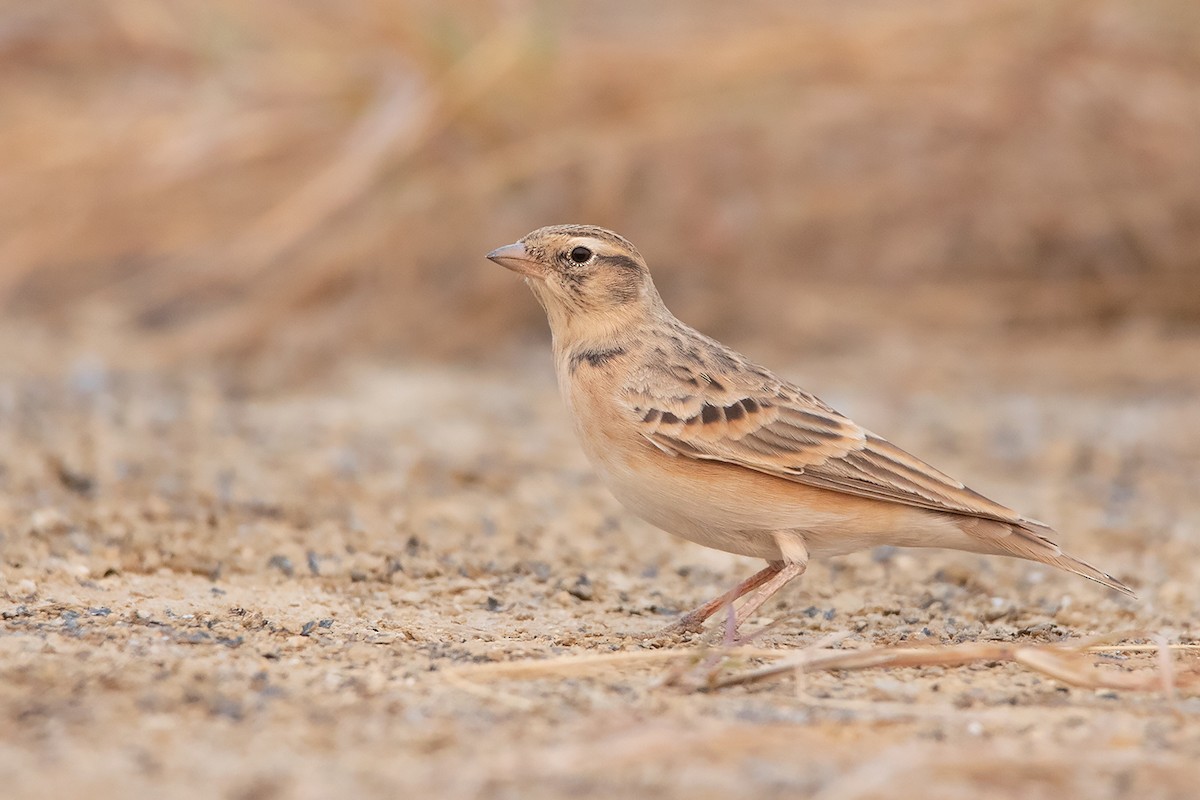 Mongolian Short-toed Lark - Ayuwat Jearwattanakanok