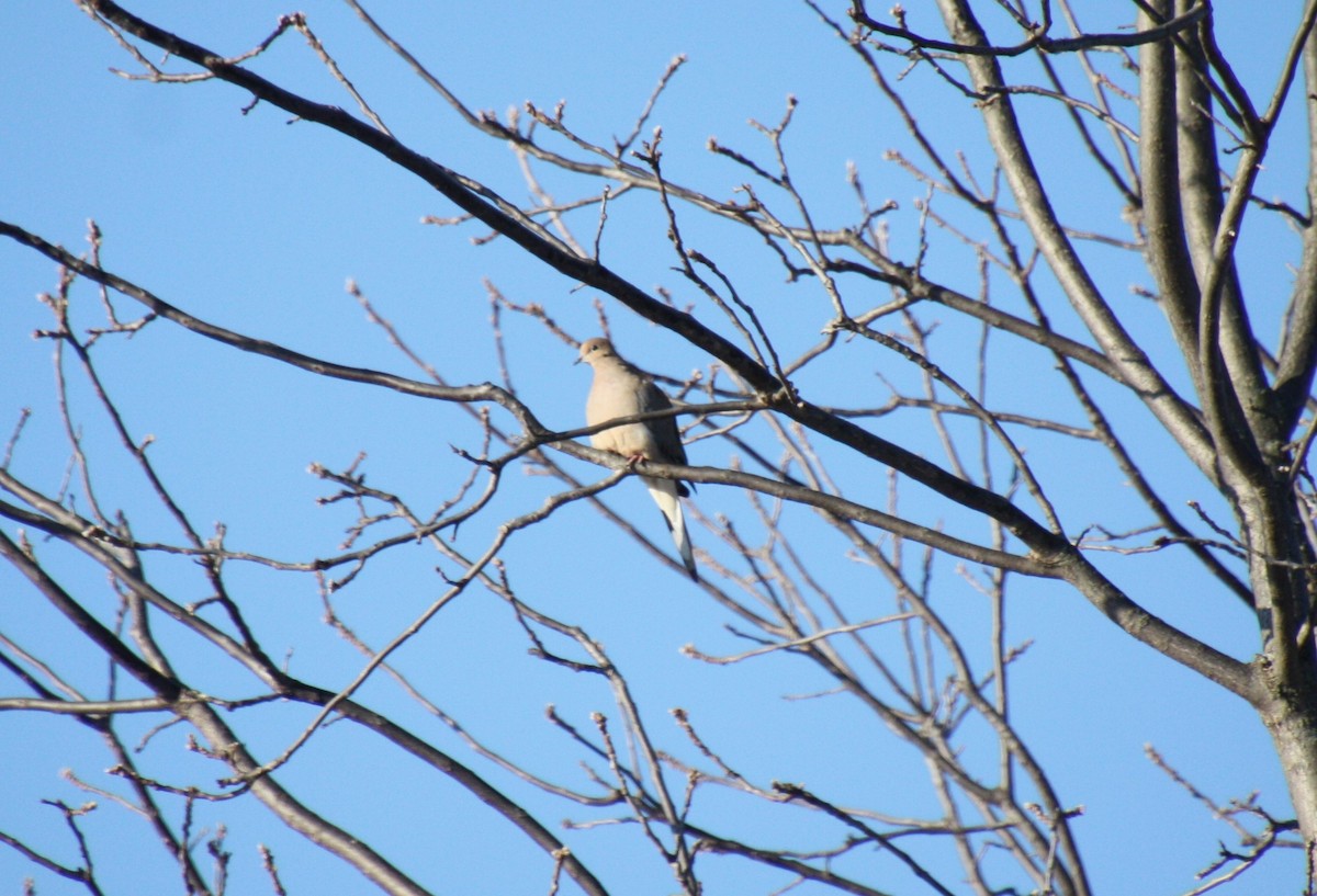 Mourning Dove - ML313935211