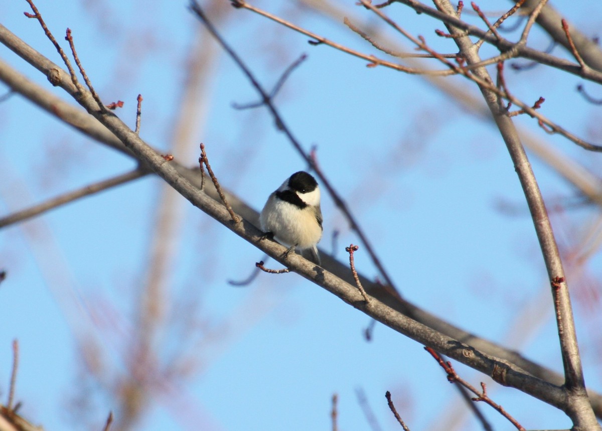 Mésange à tête noire - ML313935281