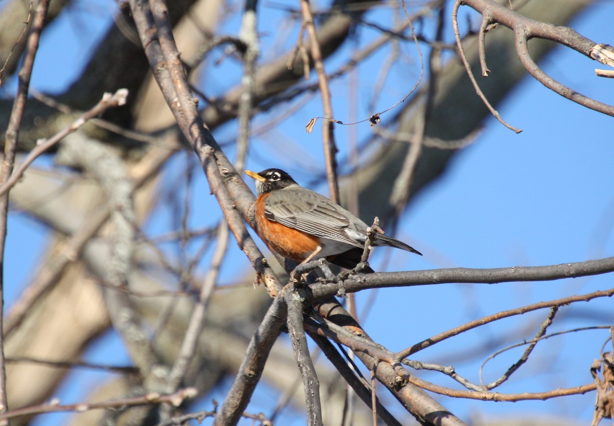 American Robin - ML313935361