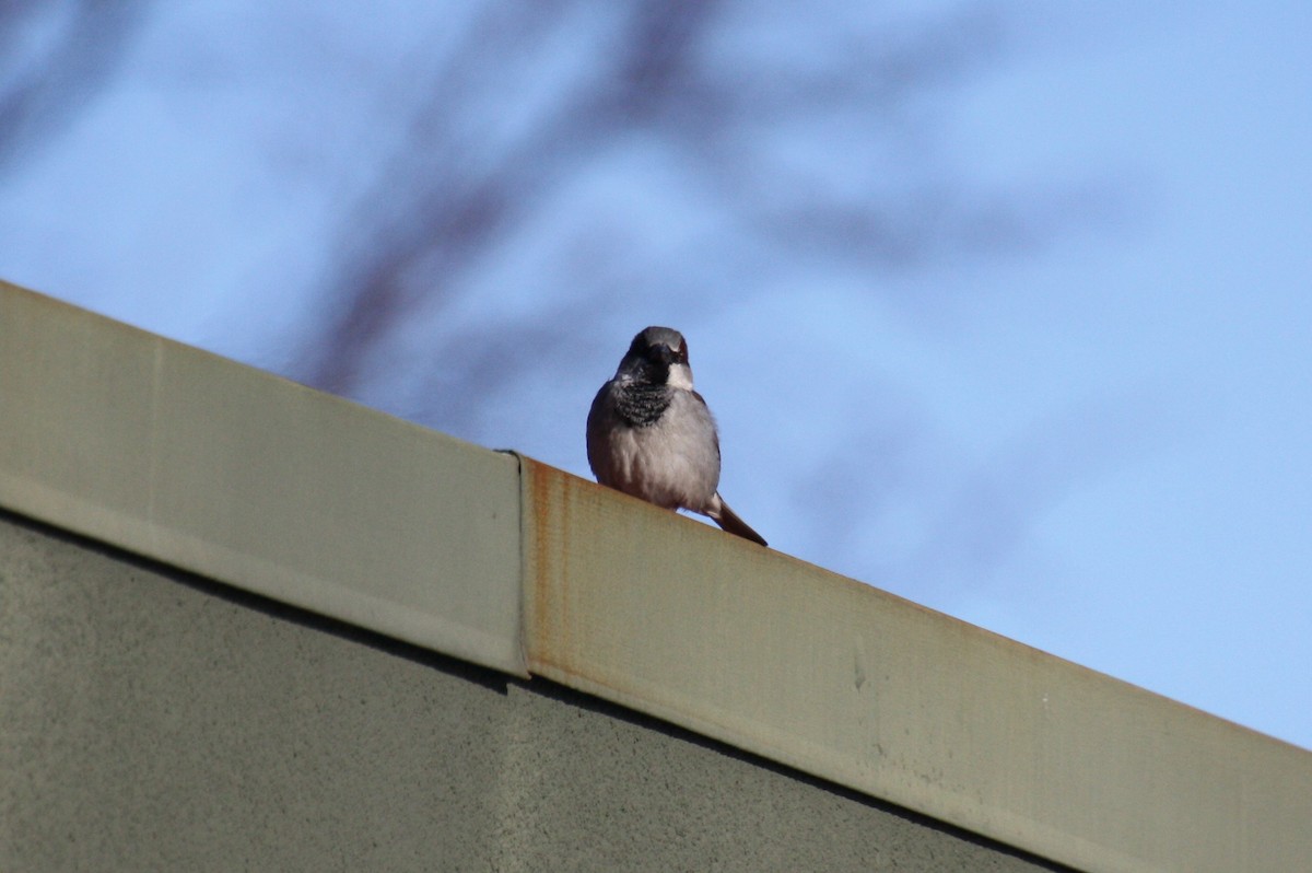 Moineau domestique - ML313935431