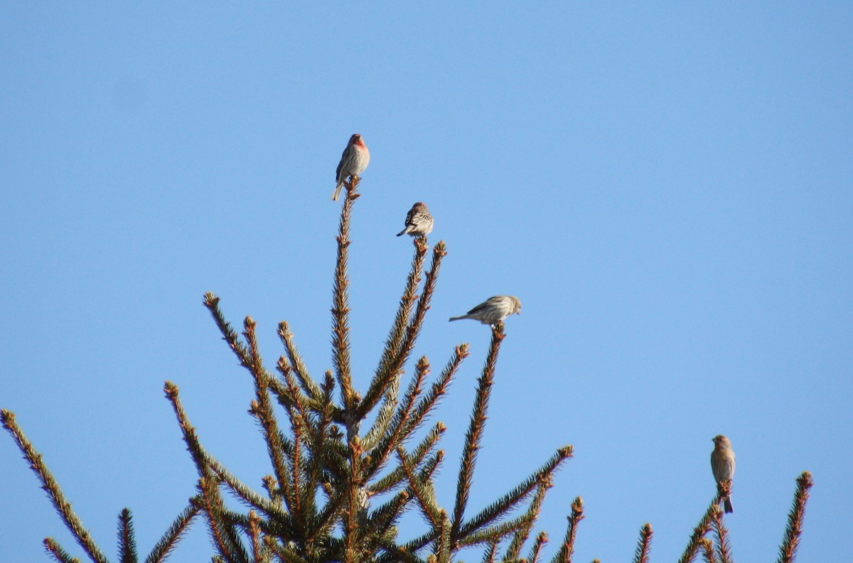 House Finch - ML313935541