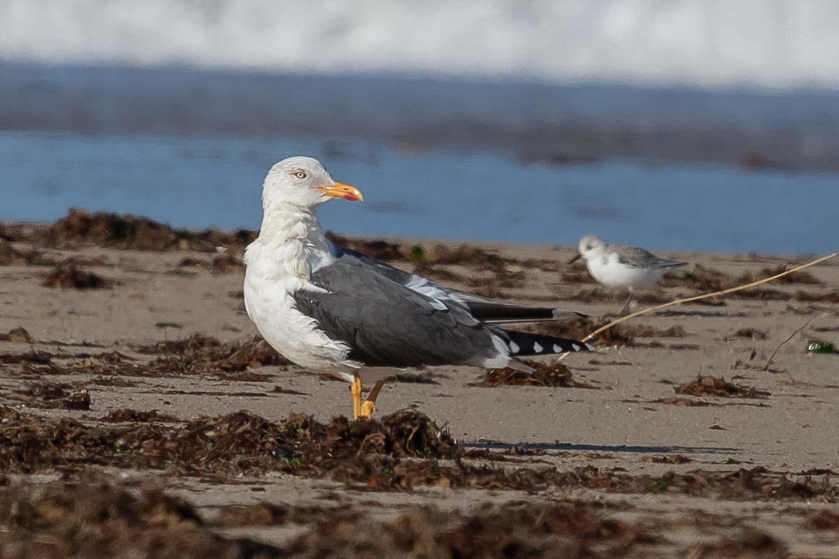 Lesser Black-backed Gull - ML313935551