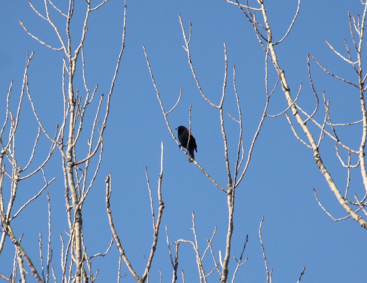 Red-winged Blackbird - ML313935661