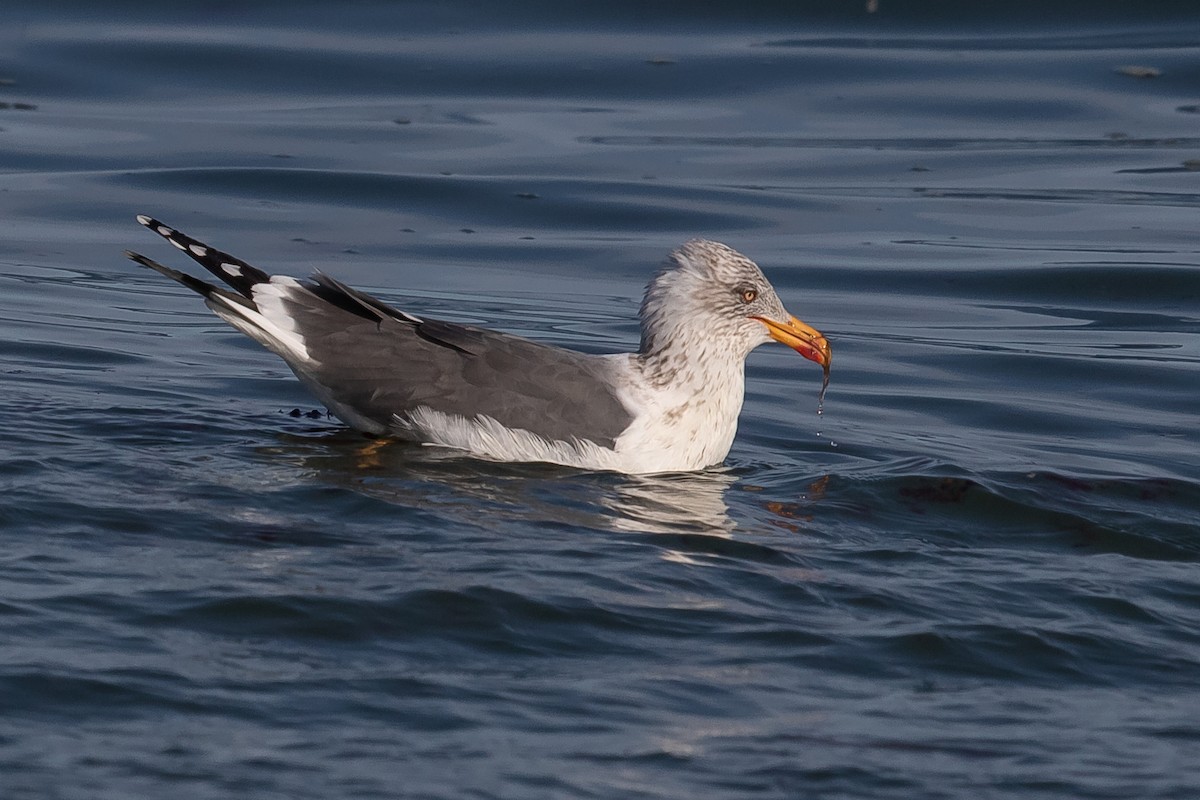 Lesser Black-backed Gull - ML313935791