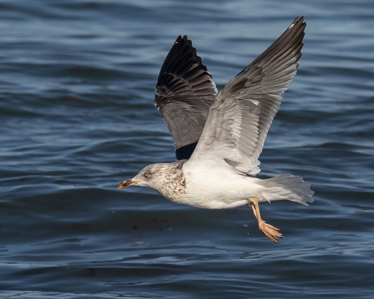 Lesser Black-backed Gull - ML313935821