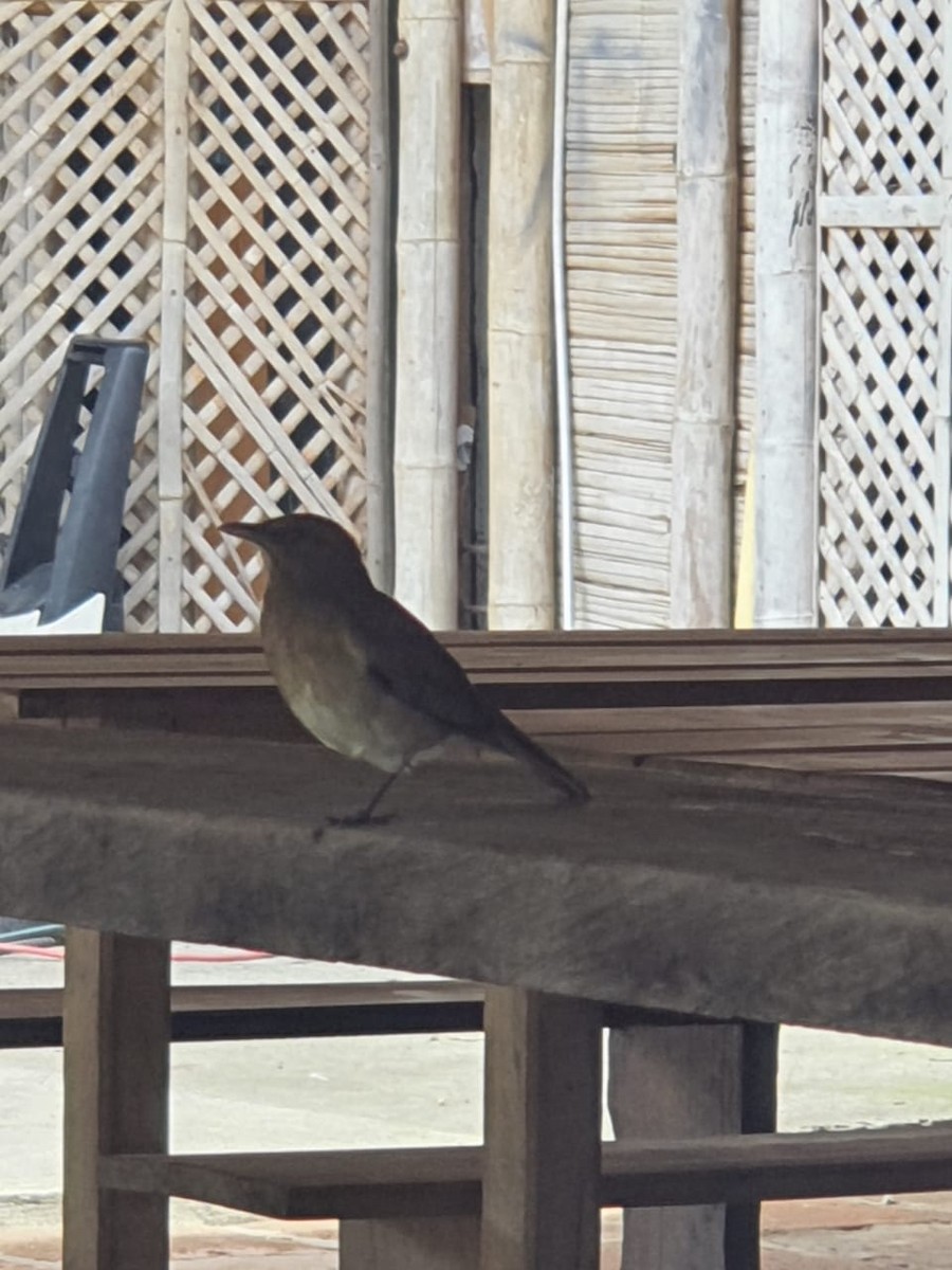 Black-billed Thrush - ML313935871