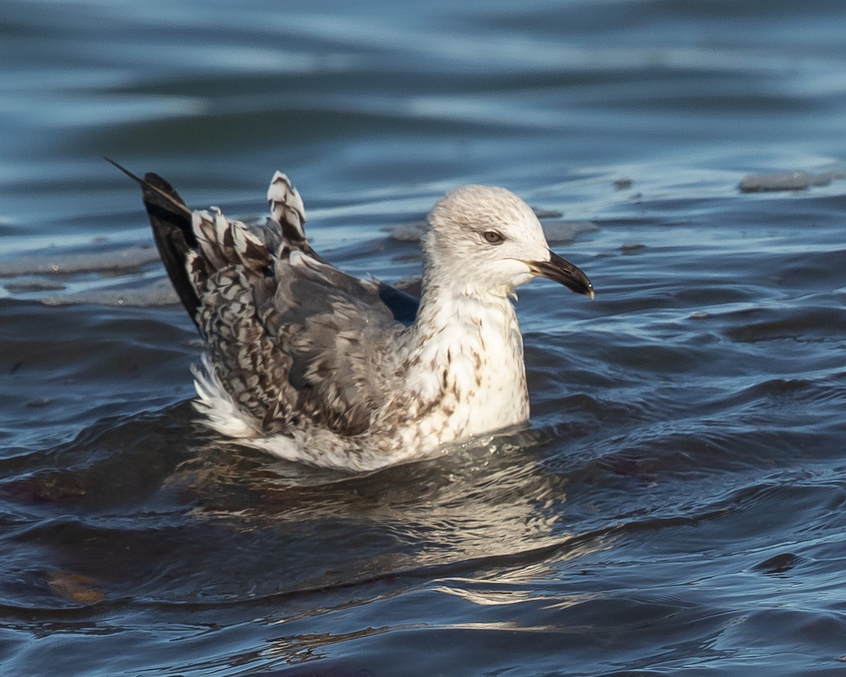 Lesser Black-backed Gull - ML313936101