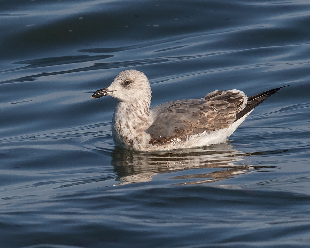 Lesser Black-backed Gull - Jeremy Coleman