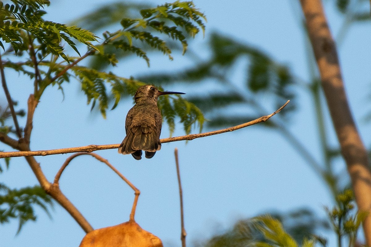 Blue-throated Mountain-gem - German Garcia