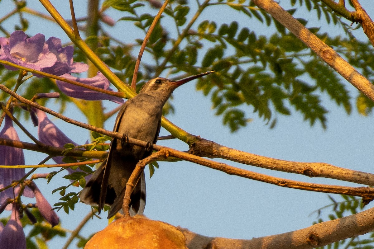 Blue-throated Mountain-gem - German Garcia