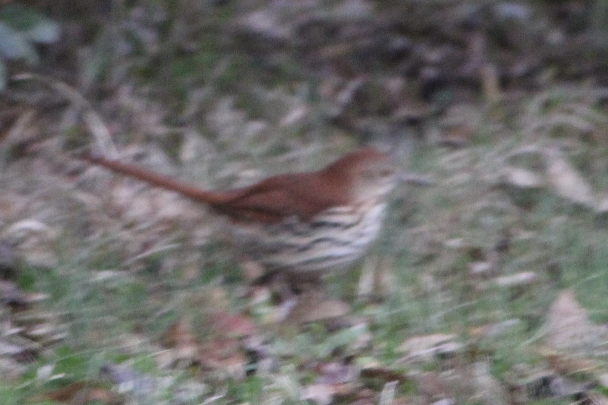 Brown Thrasher - ML313938151