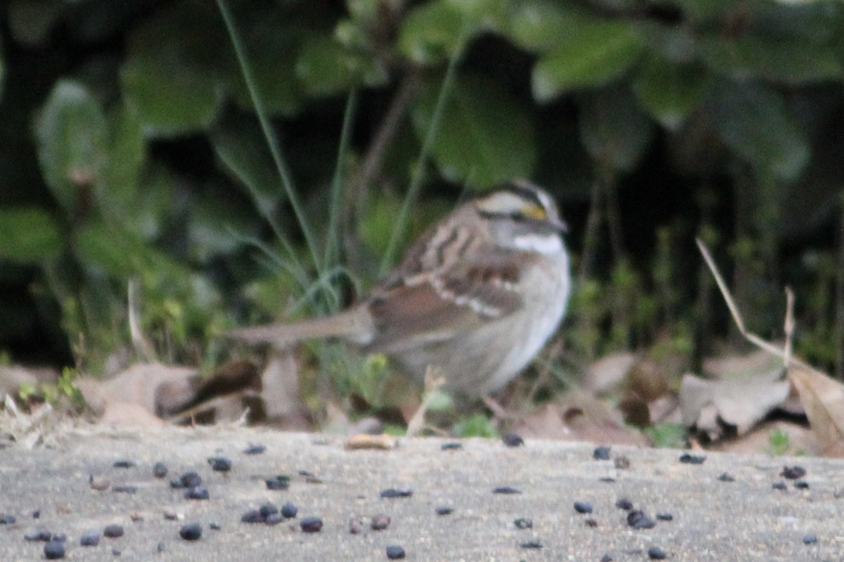 White-throated Sparrow - ML313938231