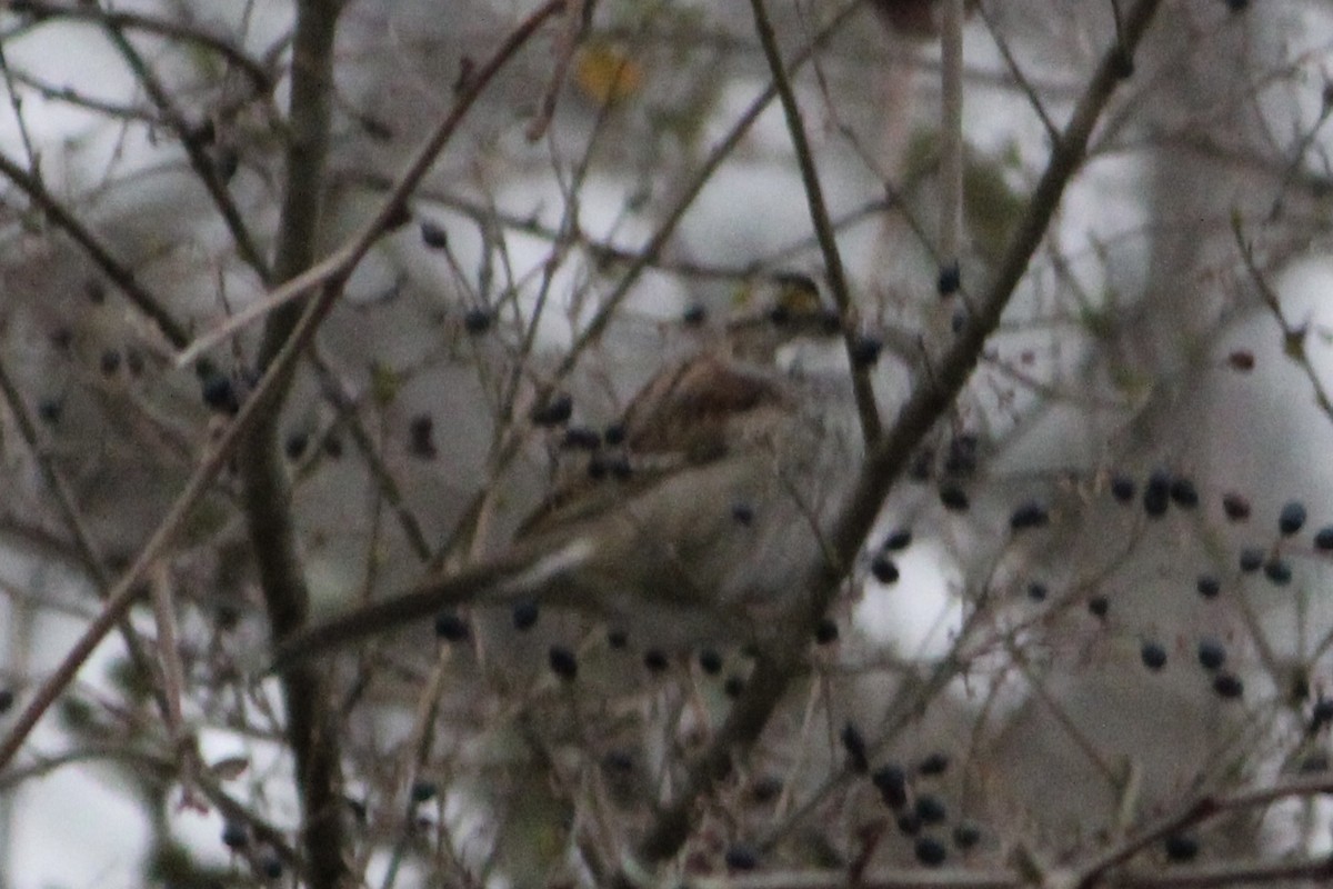 White-throated Sparrow - ML313938241