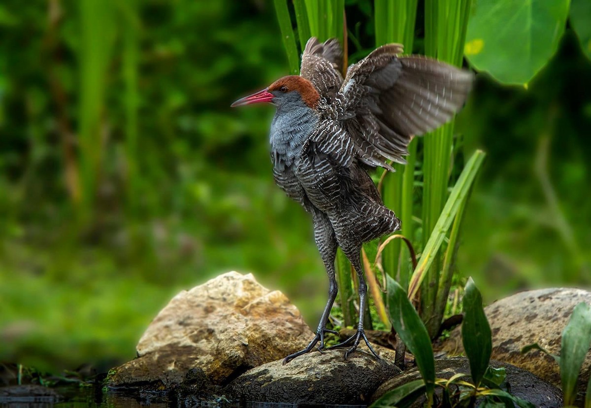 Slaty-breasted Rail - ML313938451