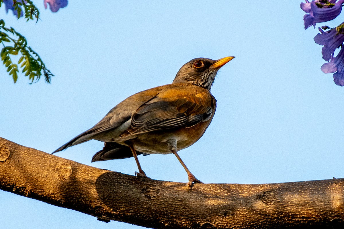 Rufous-backed Robin - German Garcia