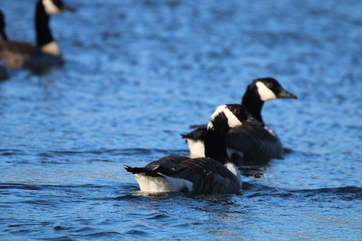 Canada Goose - ML313939741