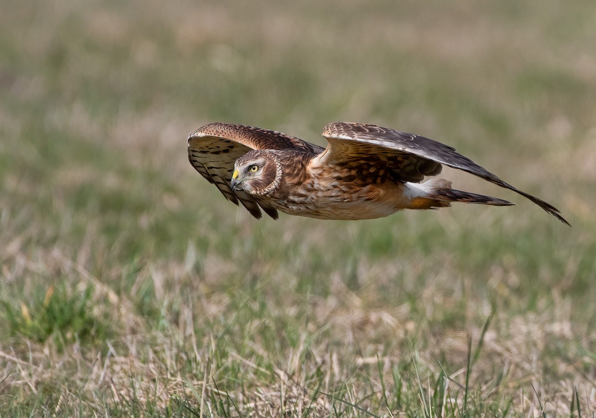 Northern Harrier - Ken Pitts