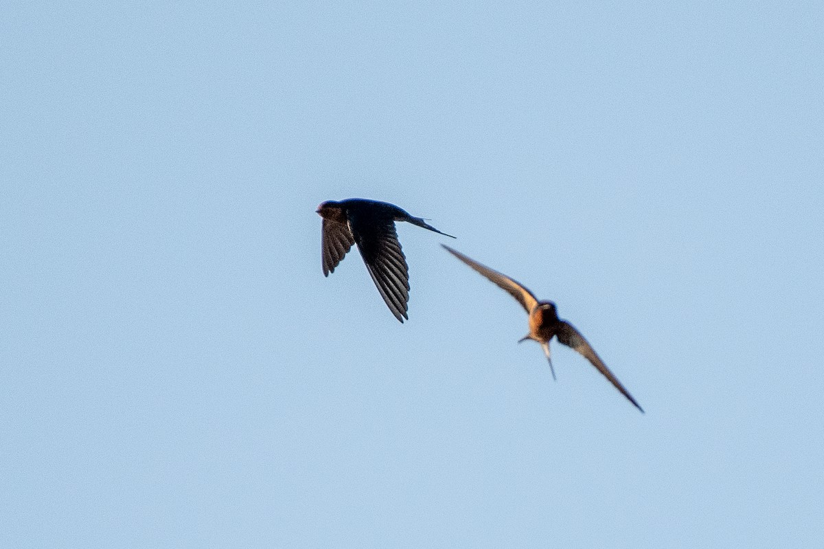 Barn Swallow - German Garcia