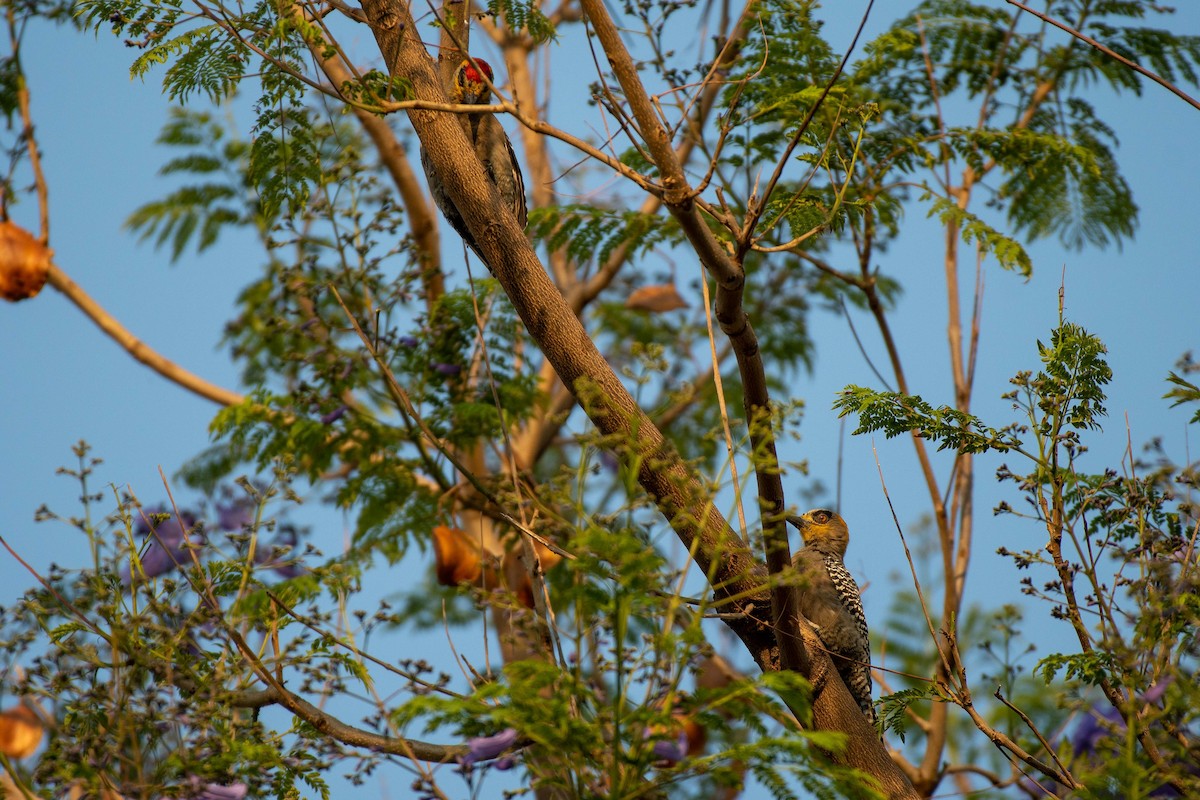 Golden-cheeked Woodpecker - German Garcia